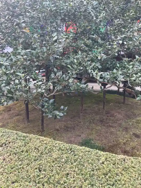 地蔵院(椿寺)(京都府)