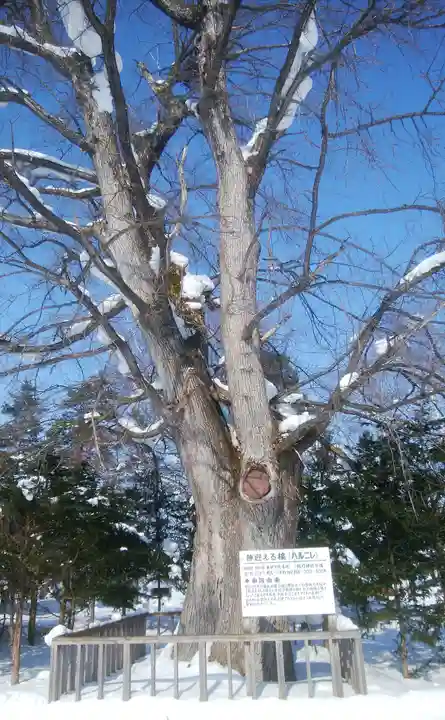 旭川神社の自然
