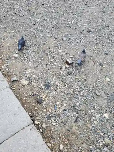 善光寺大勧進の動物