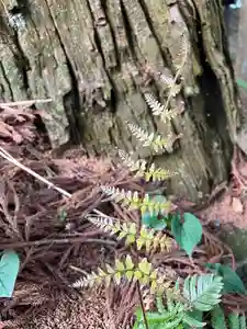 大宮温泉神社(栃木県)(2023年04月30日(日) 07時31分38秒投稿)