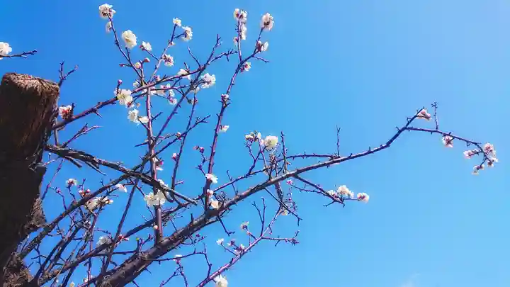 尾張大國霊神社(国府宮)の自然