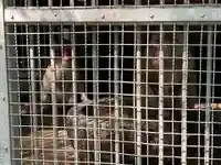 日吉大社の動物