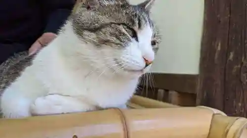 玉野御嶽神社の動物