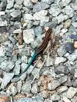 蚊里田八幡宮(長野県)