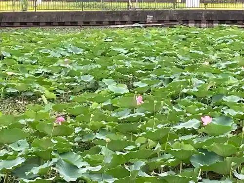 厳島神社(神奈川県)