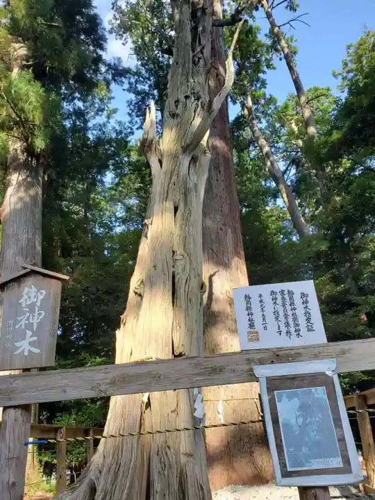 渭伊神社の自然