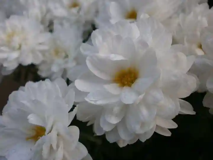 太宰府天満宮の自然