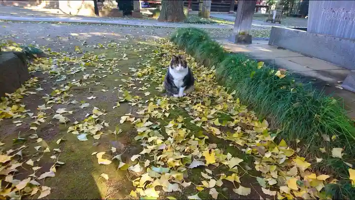 普光明寺の動物