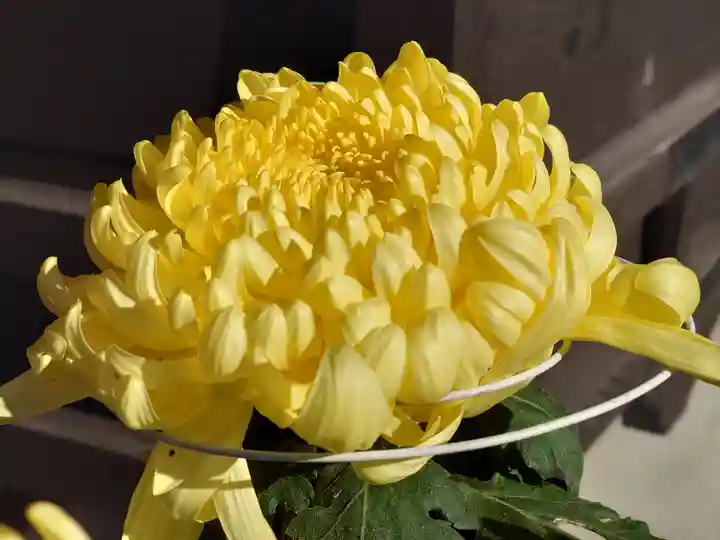 今宮坊(埼玉県)