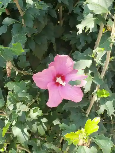 天王山神社の自然