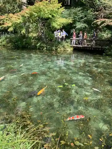 根道神社の動物