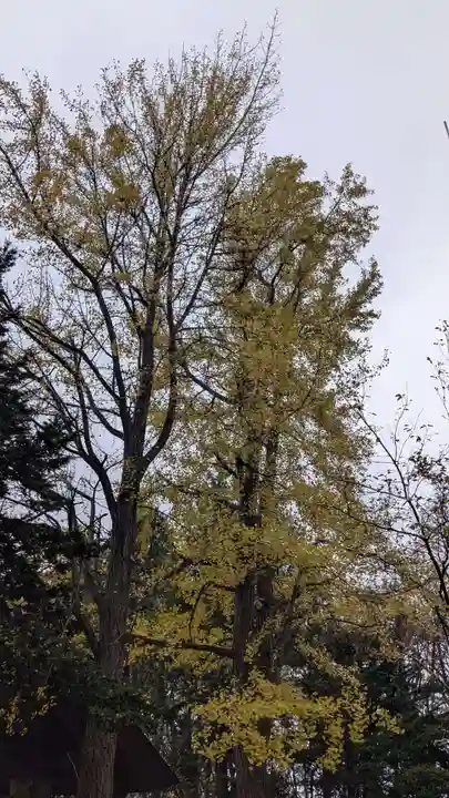 上川神社の自然