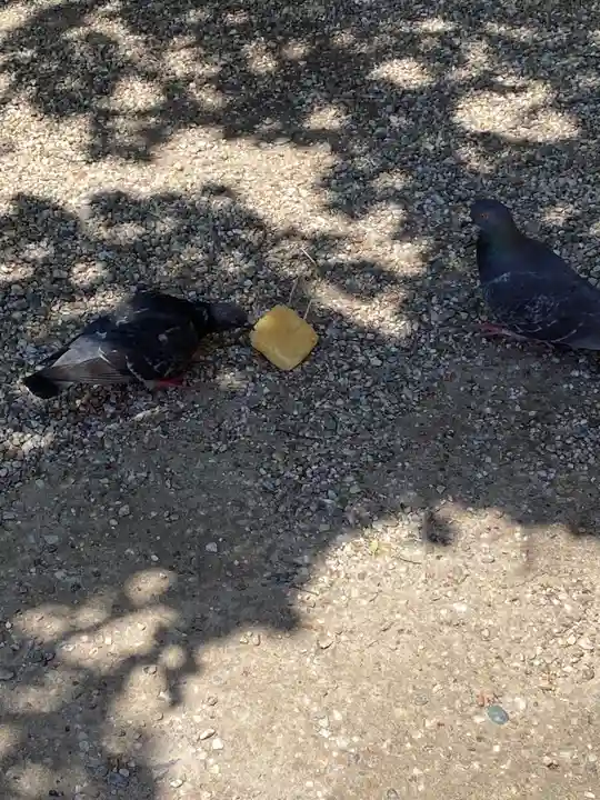 菅生神社の動物