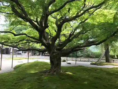 千如寺大悲王院の自然