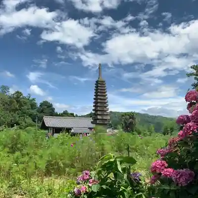 般若寺 ❁﻿コスモス寺❁(奈良県)