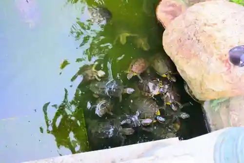 亀山八幡宮の動物