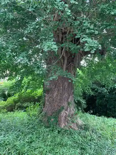 高丘稲荷神社の自然