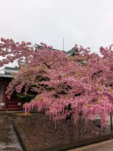 桜神宮(東京都)