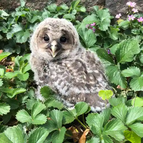 白山姫神社の動物