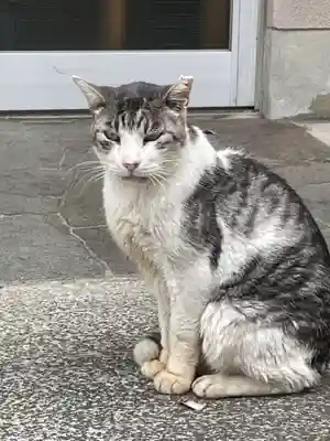 八坂神社(上のやさかさん)の動物