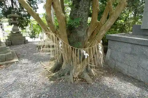 大井神社の自然