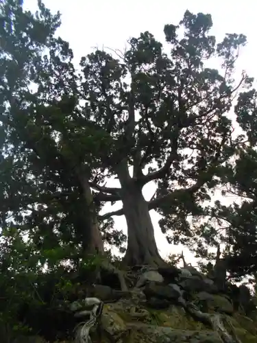 森戸大明神（森戸神社）の自然
