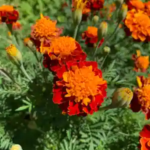豊景神社の自然(2021年09月27日(月) 06時39分04秒投稿)