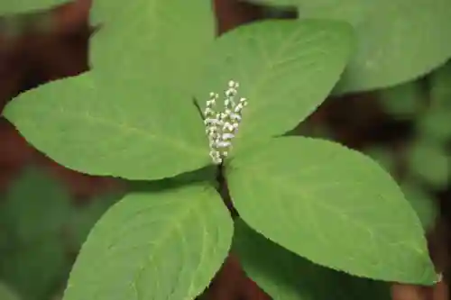 鹿島大神宮の自然