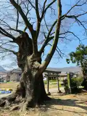 櫻井神社(新潟県)