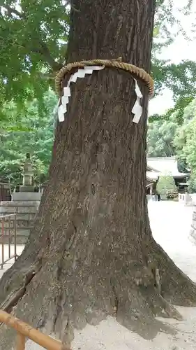 春日部八幡神社の自然