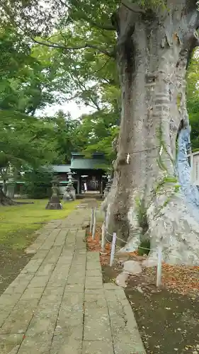 若宮八幡宮の自然