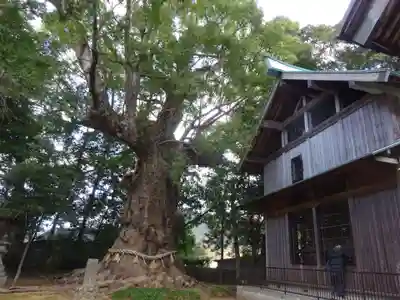 川津来宮神社の自然