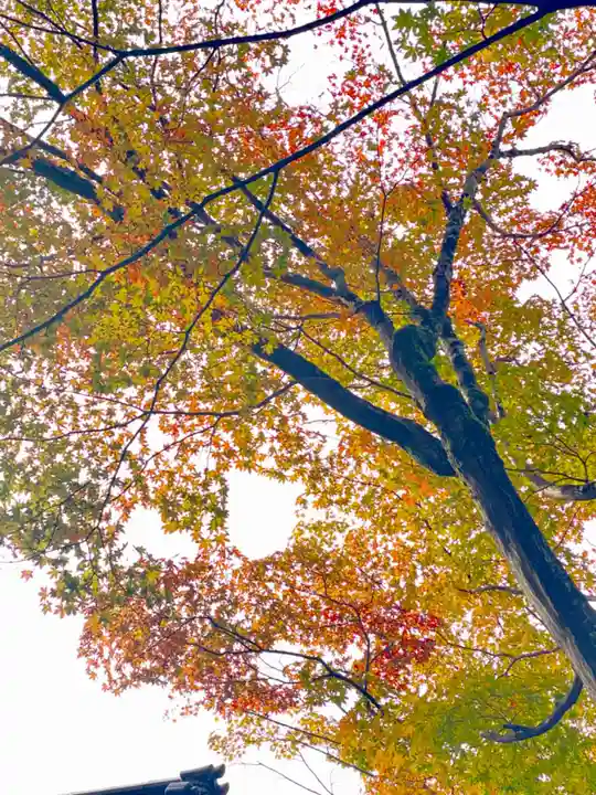 隨心院(随心院)の自然
