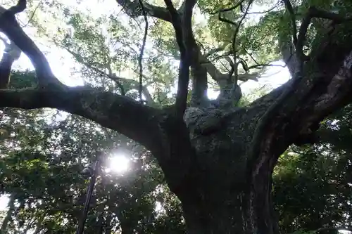 月夜見宮（豊受大神宮別宮）の自然