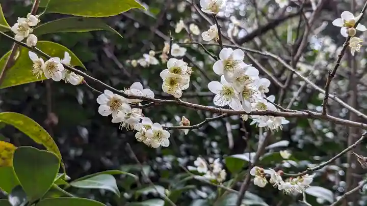 梅宮大社(京都府)