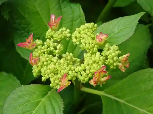 伊勢原 法泉寺の自然
