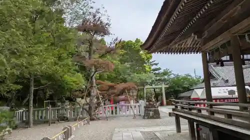 出雲大神宮(京都府)