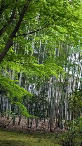 地蔵院(京都府)
