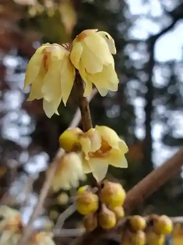 沙沙貴神社の自然