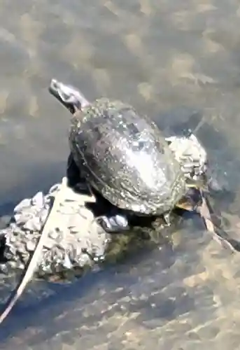 日吉神社(愛媛県)