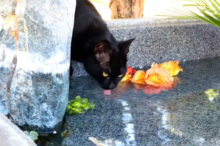 三津厳島神社の動物