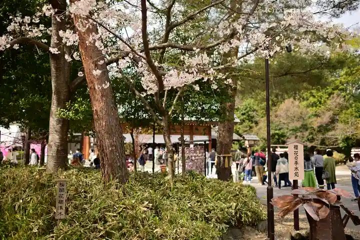 櫻木神社の自然