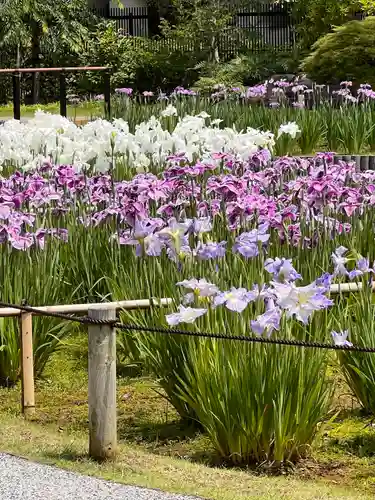 堀切天祖神社の自然