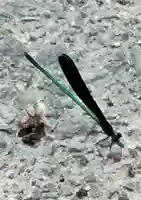 三熊野神社(愛媛県)