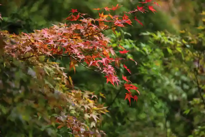 国宝 大法寺の自然