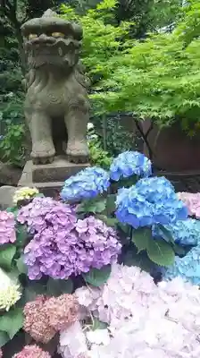 白山神社の狛犬