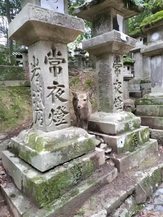 春日大社の{uncategorized: "未分類", other: "その他", undefined: "問題あり", building: "その他建物", grave: "お墓", sacred_gate: "鳥居", guardian: "狛犬", statue: "像", buddha: "仏像", history: "歴史", nature: "自然", garden: "庭園", animal: "動物", pagoda: "塔", temizu: "手水舎", mountain_gate: "山門・神門", sanctuary: "本殿・本堂", subordinate: "末社・摂社", art: "芸術", scenery: "景色", jizo: "地蔵", ema: "絵馬", goshuin: "御朱印", omikuji: "おみくじ", items: "授与品その他", amulet: "お守り", goshuincho: "御朱印帳", eats: "食事", festival: "お祭り", votive_dance: "神楽", shichigosan: "七五三参", wedding: "結婚式", experience: "体験その他", initially: "初詣", around: "周辺", anti_infection: "感染症対策"}