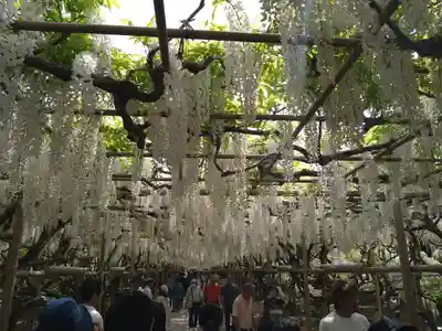諏訪神社（高萩町）(栃木県)