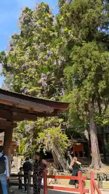 春日大社(奈良県)