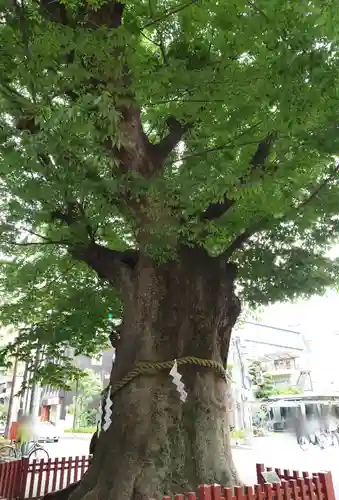 大國魂神社(東京都)